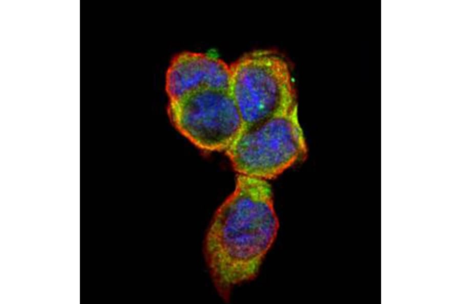 CD66e antibody from Signalway Antibody (22983) - Antibodies.com