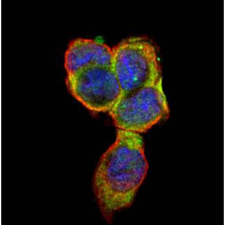 CD66e antibody from Signalway Antibody (22983) - Antibodies.com
