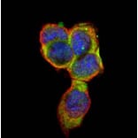 CD66e antibody from Signalway Antibody (22983) - Antibodies.com