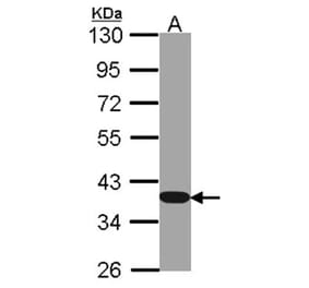 GAPDH antibody from Signalway Antibody (23000) - Antibodies.com