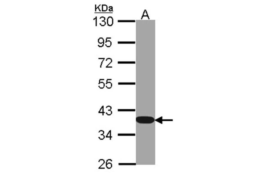 GAPDH antibody from Signalway Antibody (23000) - Antibodies.com