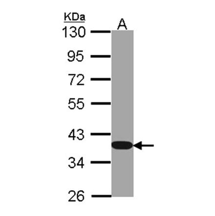 GAPDH antibody from Signalway Antibody (23000) - Antibodies.com