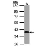 GAPDH antibody from Signalway Antibody (23000) - Antibodies.com