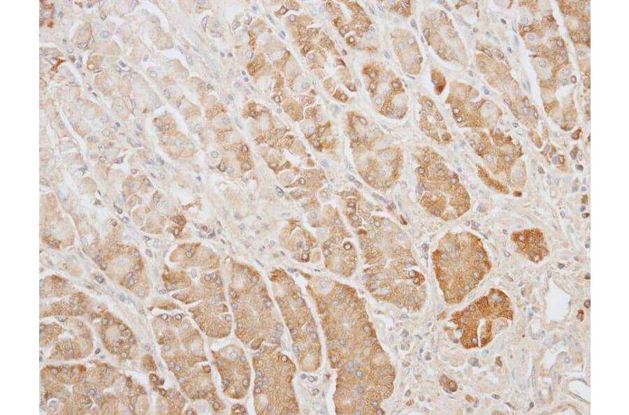 Immunohistochemistry - GAPDH antibody from Signalway Antibody (23000) - Antibodies.com