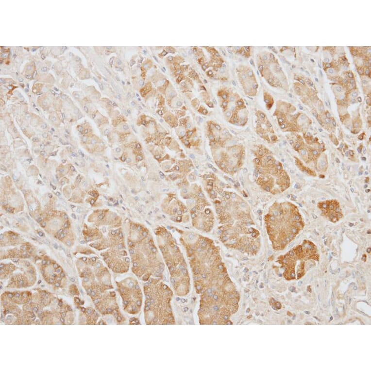 Immunohistochemistry - GAPDH antibody from Signalway Antibody (23000) - Antibodies.com