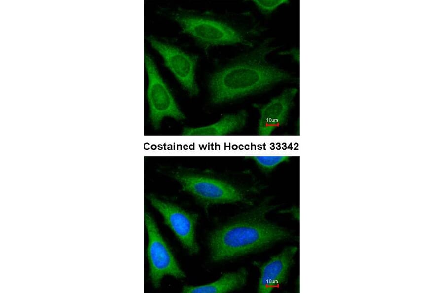 Immunofluorescence - GAPDH antibody from Signalway Antibody (23000) - Antibodies.com