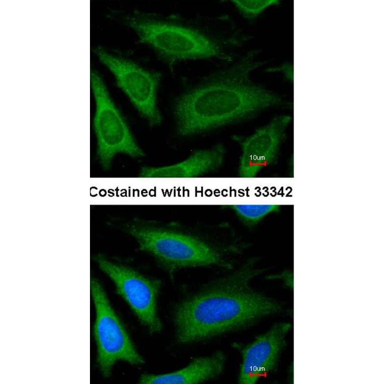 Immunofluorescence - GAPDH antibody from Signalway Antibody (23000) - Antibodies.com
