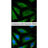 Immunofluorescence - GAPDH antibody from Signalway Antibody (23000) - Antibodies.com