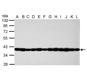 GAPDH antibody from Signalway Antibody (23001) - Antibodies.com