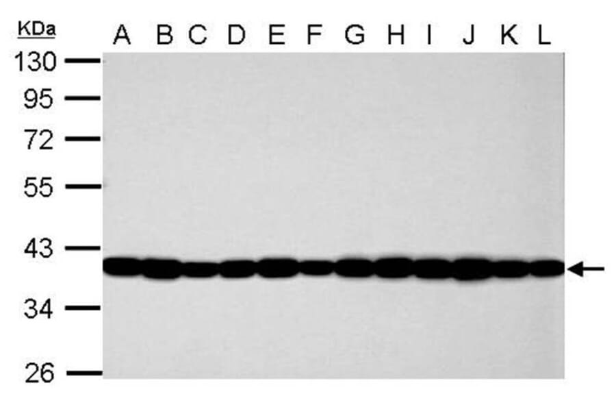 GAPDH antibody from Signalway Antibody (23001) - Antibodies.com