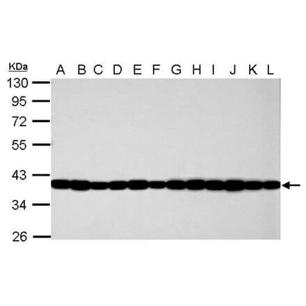 GAPDH antibody from Signalway Antibody (23001) - Antibodies.com