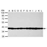 GAPDH antibody from Signalway Antibody (23001) - Antibodies.com
