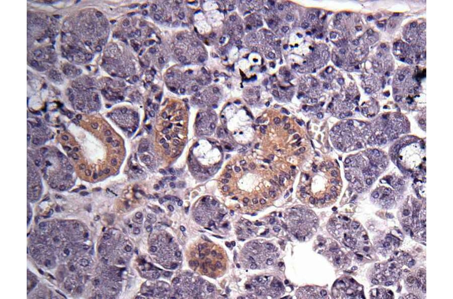 Immunohistochemistry - GAPDH antibody from Signalway Antibody (23001) - Antibodies.com