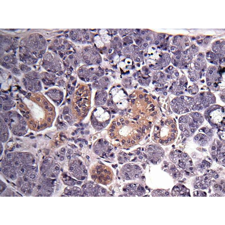 Immunohistochemistry - GAPDH antibody from Signalway Antibody (23001) - Antibodies.com
