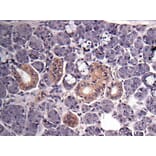 Immunohistochemistry - GAPDH antibody from Signalway Antibody (23001) - Antibodies.com