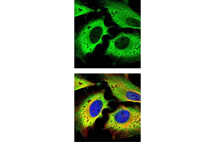 GAPDH antibody from Signalway Antibody (23001) - Antibodies.com