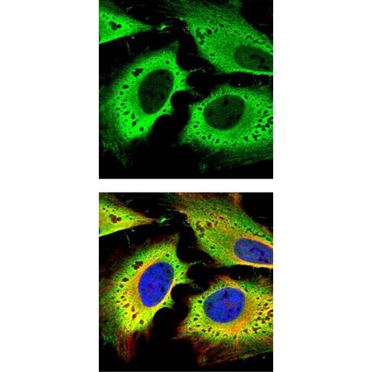 GAPDH antibody from Signalway Antibody (23001) - Antibodies.com