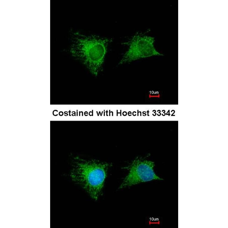 Immunofluorescence - GSTM1 antibody from Signalway Antibody (23009) - Antibodies.com