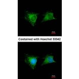 Immunofluorescence - GSTM1 antibody from Signalway Antibody (23009) - Antibodies.com