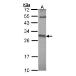HPRT1 antibody from Signalway Antibody (23018) - Antibodies.com