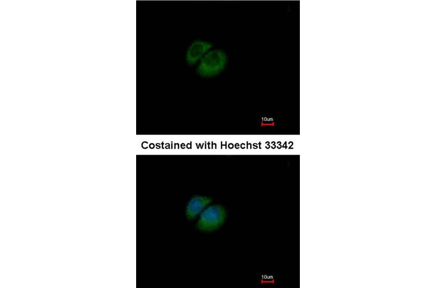 Immunofluorescence - HPRT1 antibody from Signalway Antibody (23018) - Antibodies.com