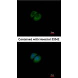 Immunofluorescence - HPRT1 antibody from Signalway Antibody (23018) - Antibodies.com