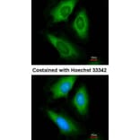 Immunofluorescence - HPRT antibody from Signalway Antibody (23019) - Antibodies.com