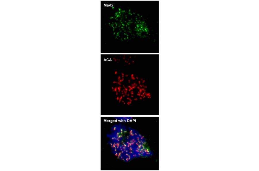Immunofluorescence - MAD2 antibody from Signalway Antibody (23040) - Antibodies.com