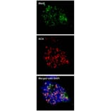 Immunofluorescence - MAD2 antibody from Signalway Antibody (23040) - Antibodies.com