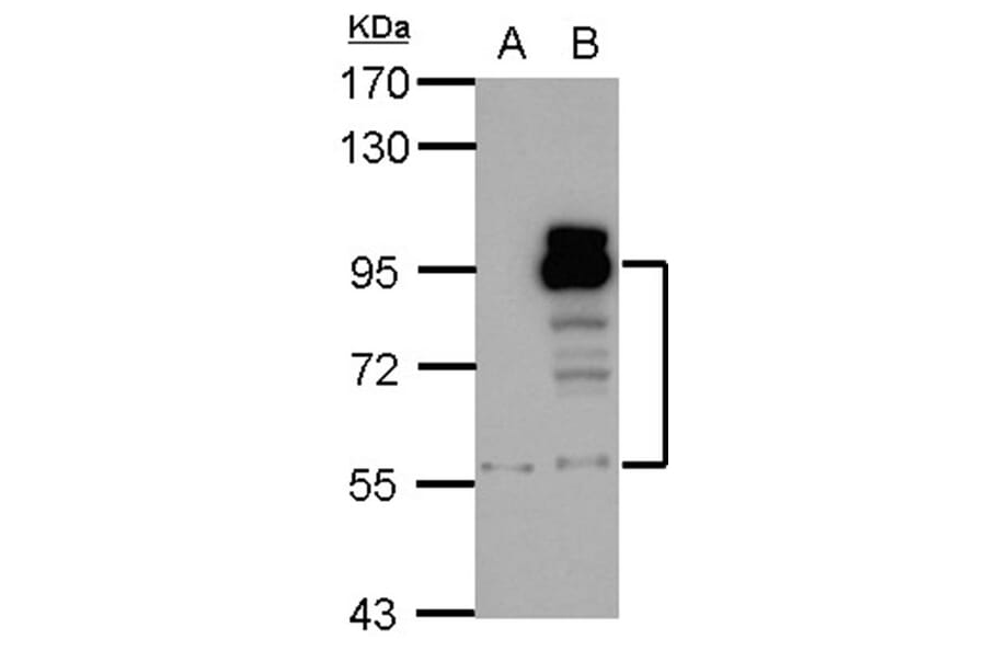 PDE4D antibody from Signalway Antibody (23049) - Antibodies.com