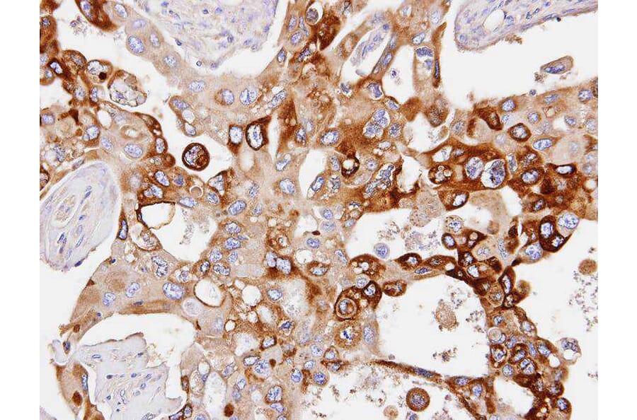 Immunohistochemistry - PDE4D antibody from Signalway Antibody (23049) - Antibodies.com