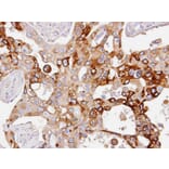 Immunohistochemistry - PDE4D antibody from Signalway Antibody (23049) - Antibodies.com