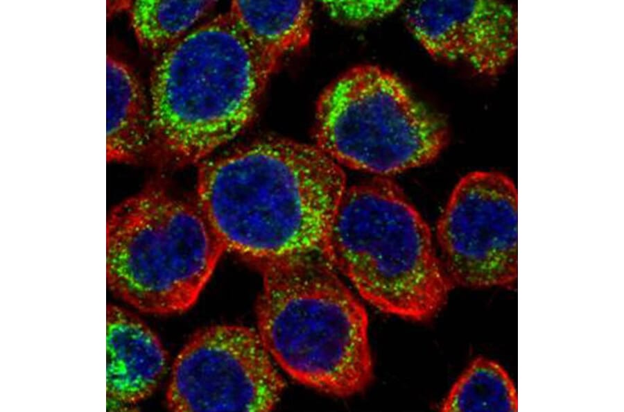 PDE4D antibody from Signalway Antibody (23049) - Antibodies.com