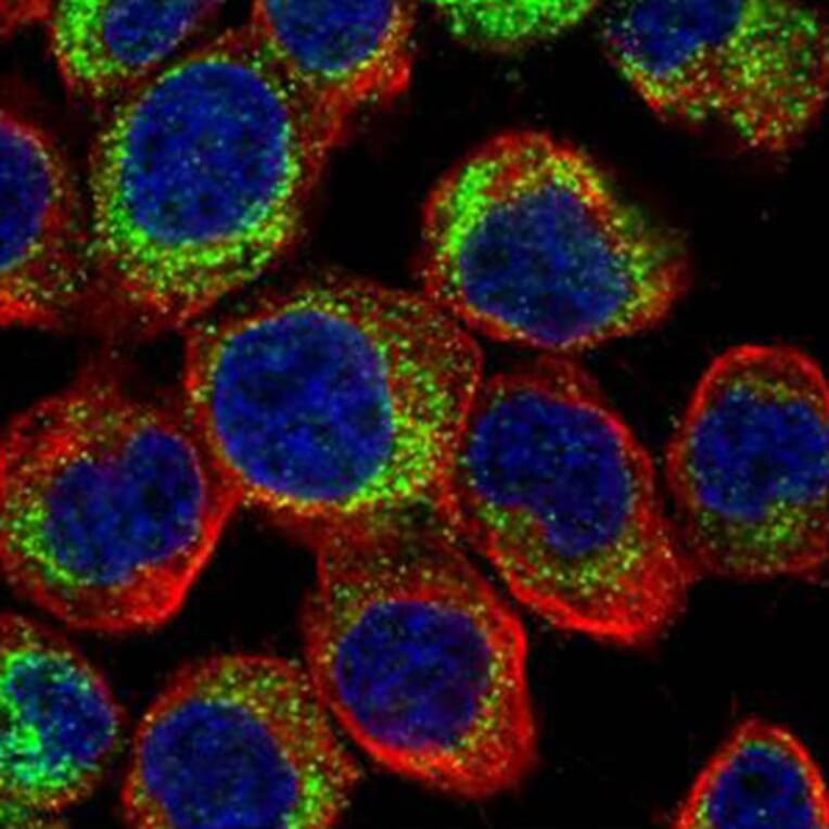 PDE4D antibody from Signalway Antibody (23049) - Antibodies.com