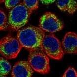 PDE4D antibody from Signalway Antibody (23049) - Antibodies.com