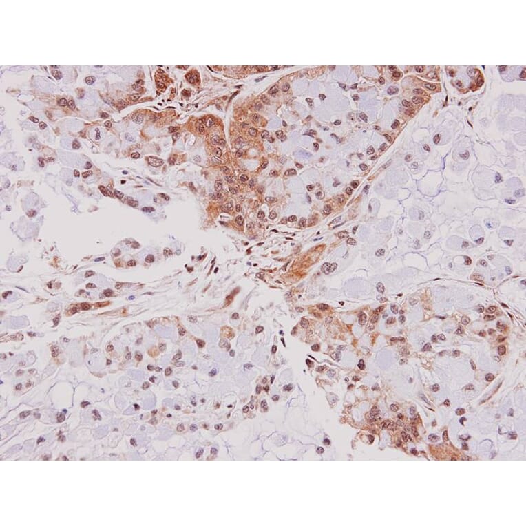 Immunohistochemistry - PSMC6 antibody from Signalway Antibody (23063) - Antibodies.com