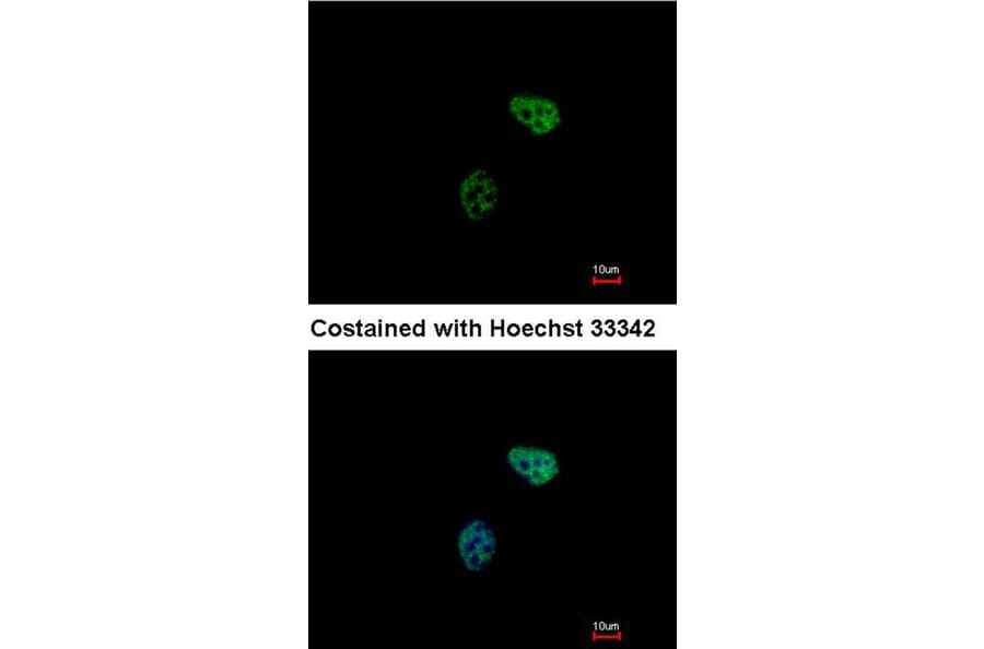 Immunofluorescence - PSMC6 antibody from Signalway Antibody (23063) - Antibodies.com