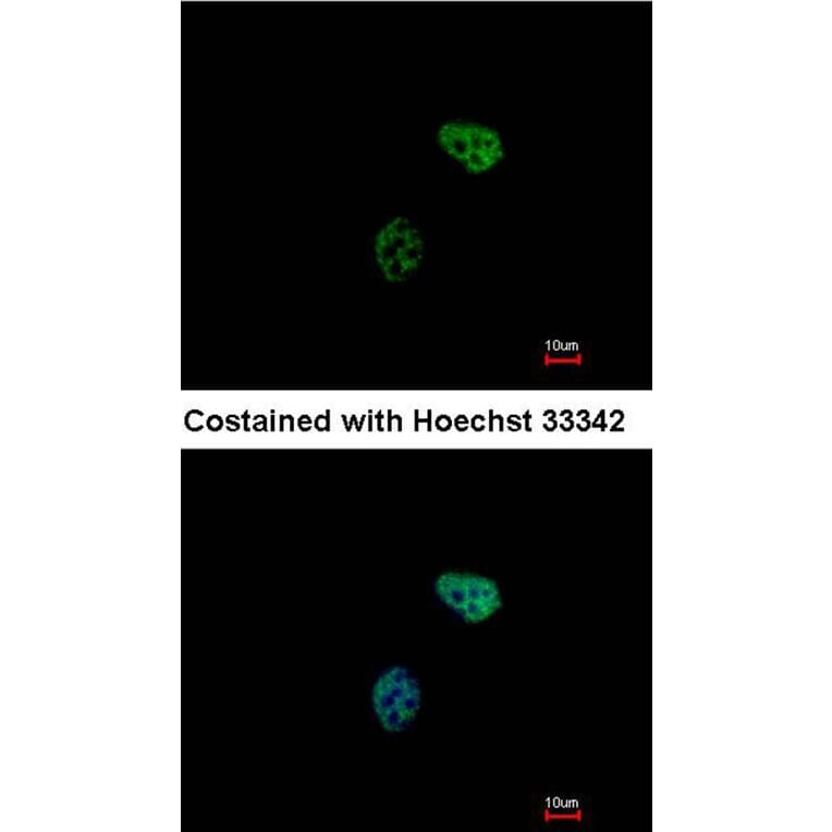 Immunofluorescence - PSMC6 antibody from Signalway Antibody (23063) - Antibodies.com