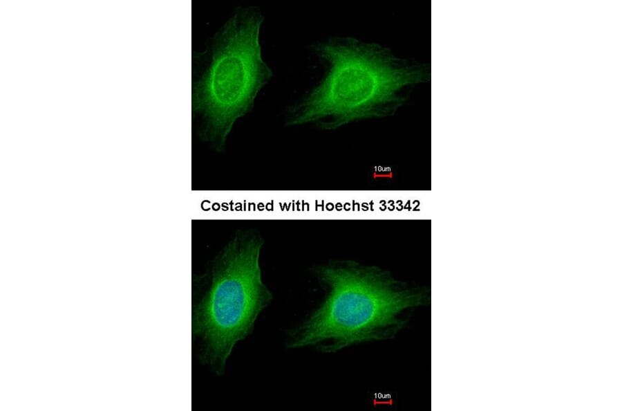 Immunofluorescence - ROCK1 antibody from Signalway Antibody (23068) - Antibodies.com