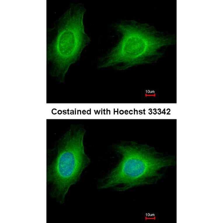 Immunofluorescence - ROCK1 antibody from Signalway Antibody (23068) - Antibodies.com