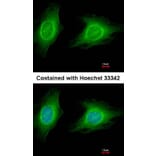 Immunofluorescence - ROCK1 antibody from Signalway Antibody (23068) - Antibodies.com