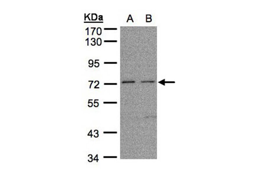 FLRT1 antibody from Signalway Antibody (23122) - Antibodies.com