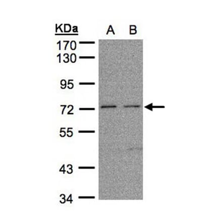 FLRT1 antibody from Signalway Antibody (23122) - Antibodies.com