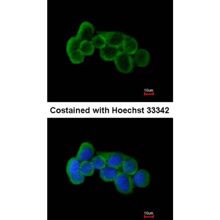 Immunofluorescence - FLRT1 antibody from Signalway Antibody (23122) - Antibodies.com