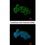 Immunofluorescence - FLRT1 antibody from Signalway Antibody (23122) - Antibodies.com