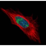 DDX56 antibody from Signalway Antibody (23132) - Antibodies.com