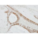 Immunohistochemistry - CMTM6 antibody from Signalway Antibody (23134) - Antibodies.com