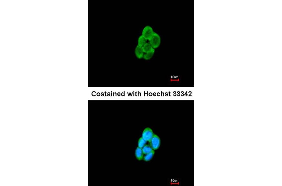 Immunofluorescence - CMTM6 antibody from Signalway Antibody (23134) - Antibodies.com