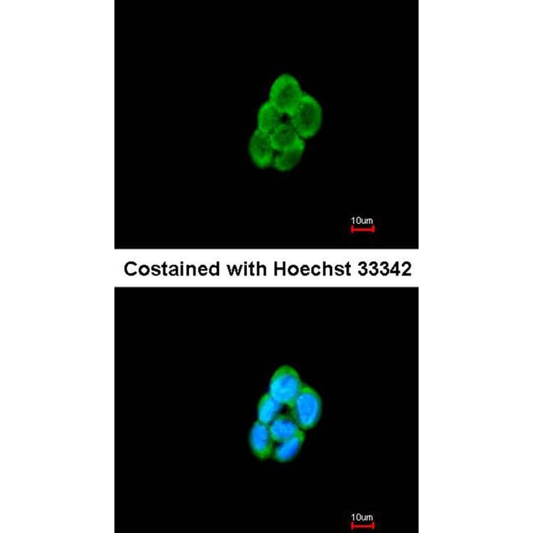 Immunofluorescence - CMTM6 antibody from Signalway Antibody (23134) - Antibodies.com