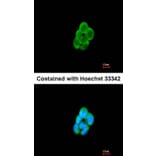 Immunofluorescence - CMTM6 antibody from Signalway Antibody (23134) - Antibodies.com